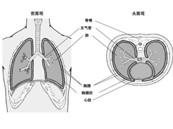 胸膜炎 R09.103 肋膜炎 懸飲 胸痛 脅痛