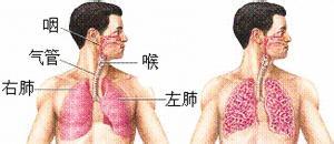 支氣管肺炎 小葉肺炎