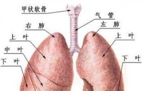 肺炎衣原體感染 衣原體肺炎感染