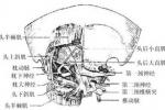 腰疝 K45.803 背疝