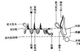 肛乳頭炎 K62.853 