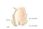 肛乳頭炎 K62.853 