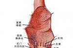 肛管內括約肌痙攣性收縮 肛管內括約肌 痙攣性斜頸 肛管內括約肌失弛