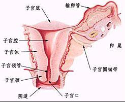 尿道狹窄