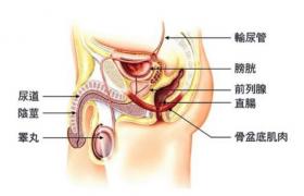 慢性膀胱炎 N30.201 