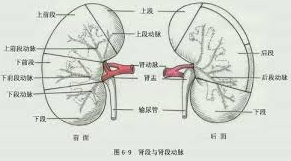 腎動脈粥樣栓塞