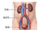 腎創傷 Renal trauma