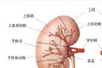 腎動脈閉塞 Renal artery occlusion