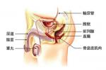 腎皮質髓質膿腫 Renal cortex medulla abscess