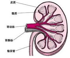 單純腎異位 單純腎移位 異位腎