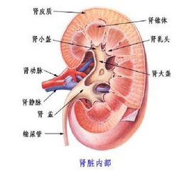 額外腎 多腎異常 附加腎