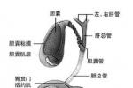 老年膽石病 老年膽石癥 老年人膽石病