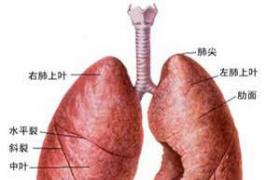 非寄生蟲性肝囊腫