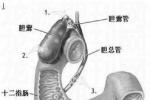 膽管擴張癥 先天性膽總管囊腫
