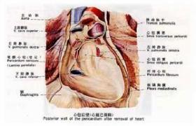 胸腺癌