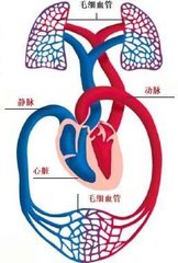 肺動靜脈瘤 PAVMs