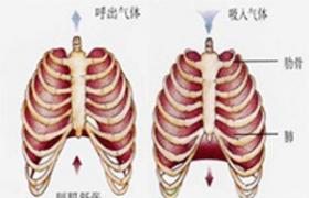 膈肌膨出 腹臟突出癥 膈突出