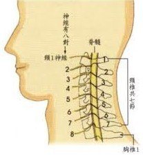 滑脫性肋骨綜合征 創傷性肋間神經炎 滑動肋骨綜合征 滑脫性肋