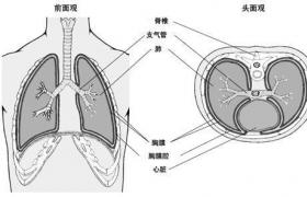 局限性胸膜間皮瘤 胸膜局限型纖維瘤 良性間皮瘤 局限型間皮瘤