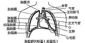 慢性化膿性胸膜炎