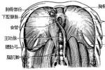 先天性胸骨後膈疝 莫爾加尼孔疝胸骨旁疝前外側疝胸骨後疝