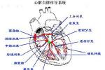 心性猝死綜合征 CHD猝死