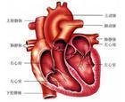 主-肺動脈間隔缺損