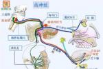 面癱 面神經麻痹 歪嘴巴 歪歪嘴 吊線風 吊斜風 歪嘴風