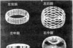 抽動癥 抽動－－穢語綜合征