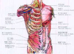 肋間神經痛 G58.001 肋間神經炎