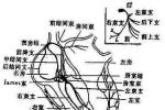 心臟神經官能癥 F45.308 神經循環衰弱癥 心臟神經癥