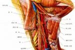 心臟神經官能癥 F45.308 神經循環衰弱癥 心臟神經癥