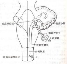 脊髓小腦變性癥 脊髓小腦性共濟失調 小腦萎縮癥 脊椎小腦失調癥
