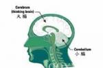 脊髓小腦變性癥 脊髓小腦性共濟失調 小腦萎縮癥 脊椎小腦失調癥