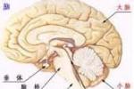 脊髓小腦變性癥 脊髓小腦性共濟失調 小腦萎縮癥 脊椎小腦失調癥