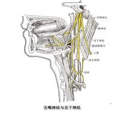 舌咽神經痛 G52.102 舌咽神經痛性抽搐