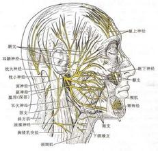 脊髓小腦性共濟失調 Spinal cord cerebellar ataxia Spinal cord cerebellar ataxia