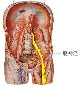 股神經痛 Wassermann征 Wassermann征