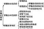 脊髓血管病 Spinal cord disease