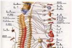 脊髓血管病 Spinal cord disease