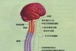 脊髓血管病 Spinal cord disease