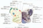 進行性延髓麻痹 延髓進行性麻痹