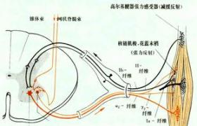 眼瞼痙攣-口下頦部肌張力障礙 Meige綜合征 Brueghel綜合征