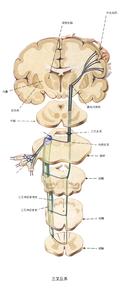 小兒格林巴利綜合癥