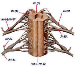 脊髓壓迫癥 脊髓壓迫 compressivemyelopathy
