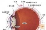 急性全自主神經失調癥 急性全自主神經病 急性自主神經危象 交感發作