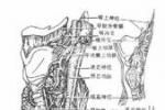 喉返神經損傷 S04.854 