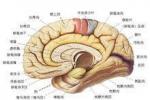 額顳癡呆