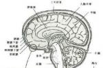 多發性末梢神經炎 Multiple peripheral neuritis 末梢神經炎