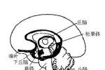 丘腦下部損傷